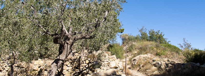 Zwischen Olivenbäumen