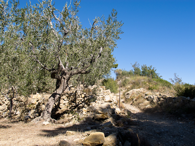 Zwischen Olivenbäumen